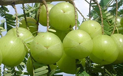 आँवले के औषधीय गुणों का भंडार माना जाता है।