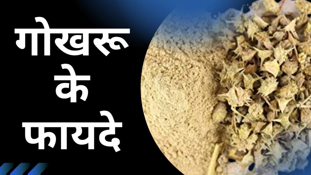 गोखरू के फायदे: पुरुषों और स्त्रियों के लिए एक उत्कृष्ट औषधि