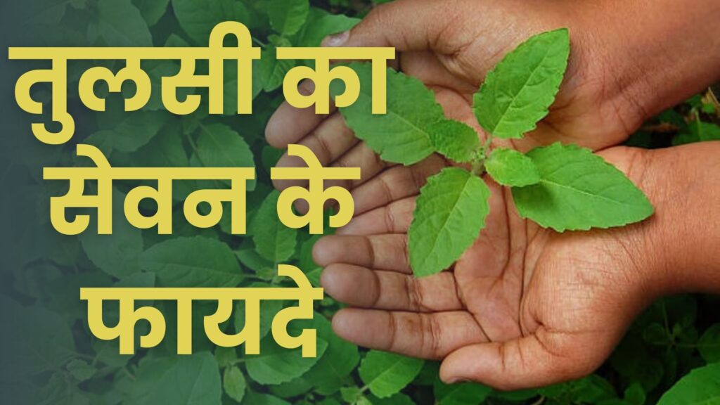 तुलसी के फायदे, उपयोग और नुकसान | 10 Best Benefits of Tulsi