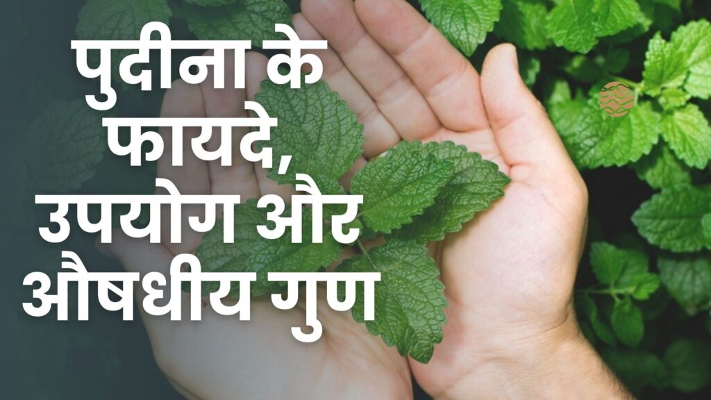 पुदीना के फायदे, उपयोग और औषधीय गुण