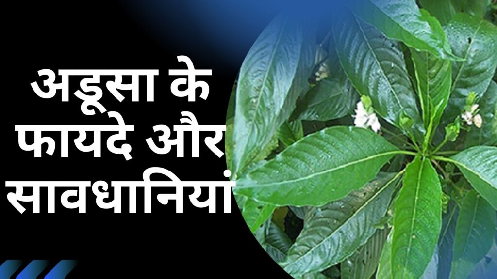 अडूसा के फायदे और सावधानियां