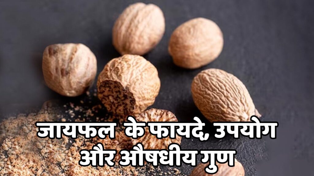 जायफल के फायदे, उपयोग और औषधीय गुण