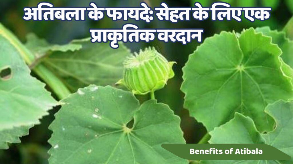अतिबला के फायदे: सेहत के लिए एक प्राकृतिक वरदान | 10 Best Benefits of Atibala: Atibala ke  Fayade
