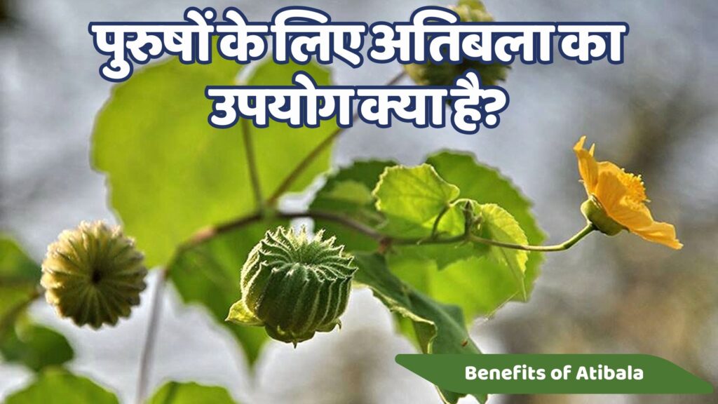 अतिबला पौधा के फायदे बेहतरीन सेहत के लिए | 6 Best Atibala Paudha ke Fayade 