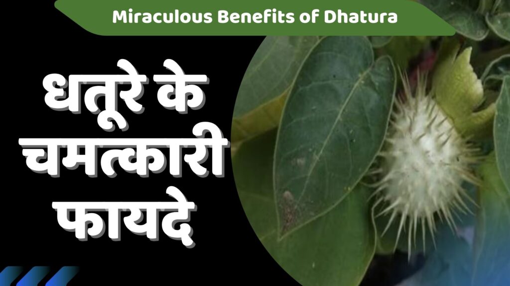 धतूरा के फायदे: उपयोग, औषधीय गुण, और जरूरी सावधानियां | 5 Best Dhature ke Fayade