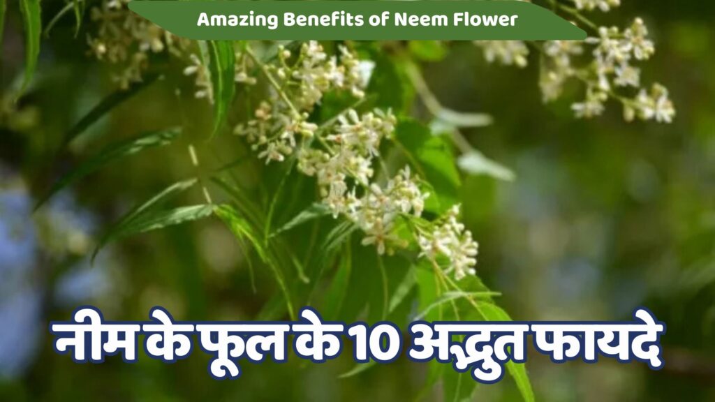 नीम के फूल के 10 अद्भुत फायदे: स्वास्थ्य और सुंदरता का खजाना | 10 Best Neem ke Phool Ke Fayade