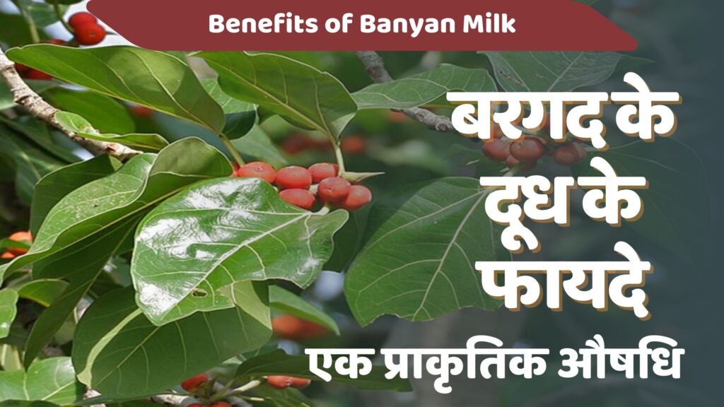 बरगद के दूध के फायदे: एक प्राकृतिक औषधि | Bargad Doodh Ke Fayde